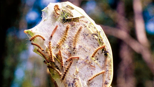 Webworms feed on deciduous trees like hickory, walnut, birch, cherry and crabapple. The fall webworm constructs its nest or web over the leaves at the end of a branch.