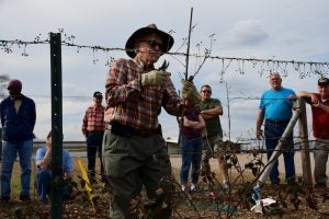 Dr. Arlie Powell showed a recent class at Petals from the Past how to grow blackberries on a trellis system. (STEVEN CALHOUN/ ADVERTISER)